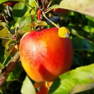 Meet your Posher, Tony